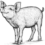 Pig