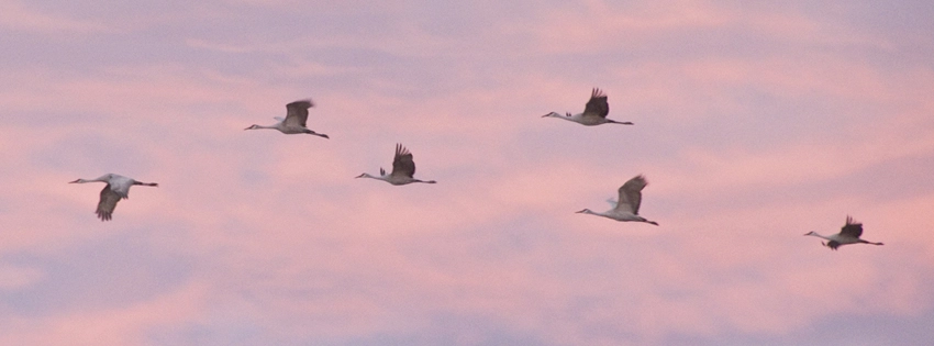 Sandhill Cranes